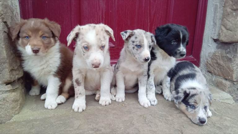 Blue Merle pups