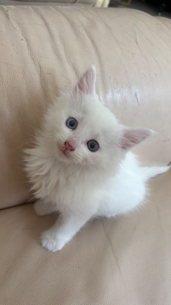 5 kittens for sale