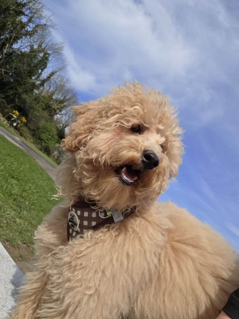 Beautiful pup for sale