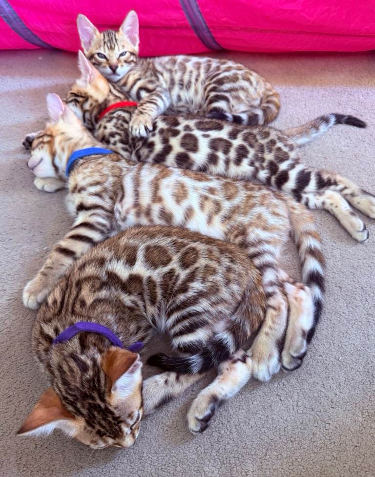 Stunning Bengal Kittens Pure Breed. TICA Registered. 1 Boy and 2 Girls available