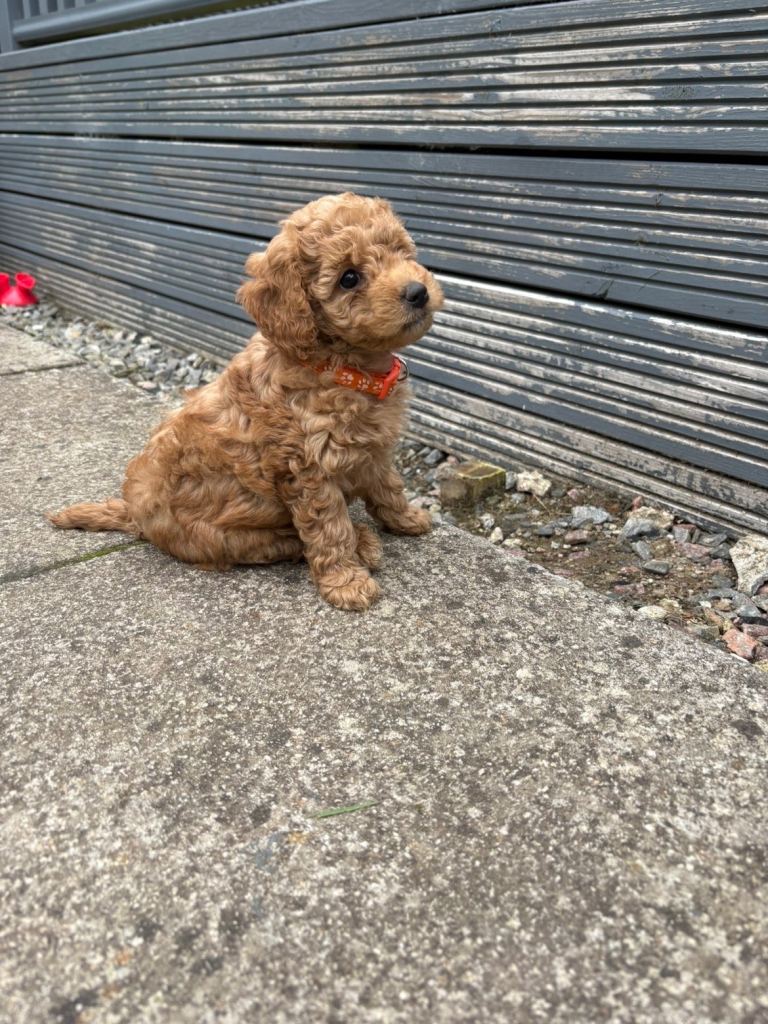 Cockapoo puppies 🐾 only 2 left 🐶 