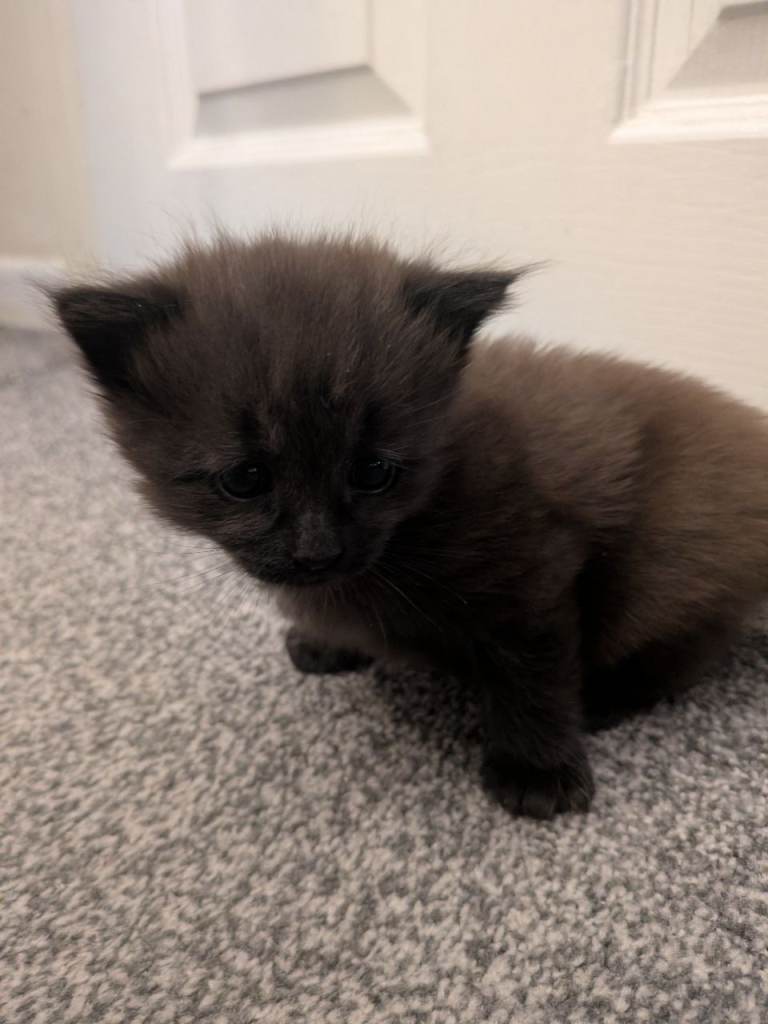 2 X kittens for sale