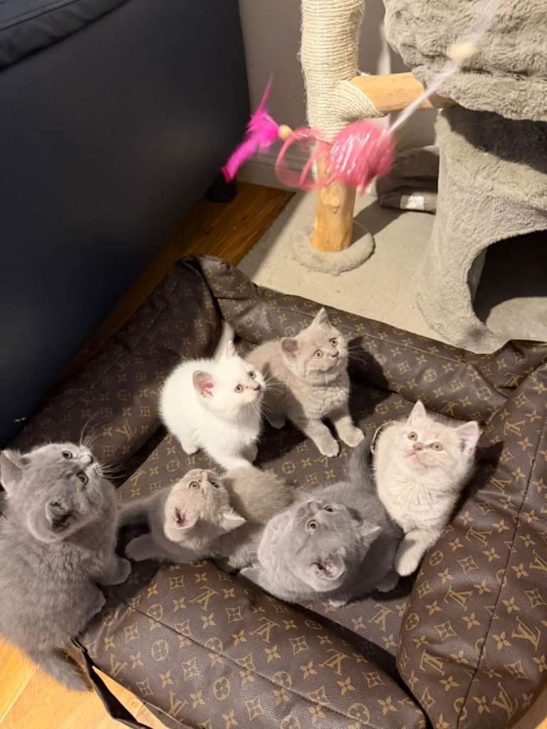 Beautiful British Shorthair Kittens – Fully Weaned & Litter Trained