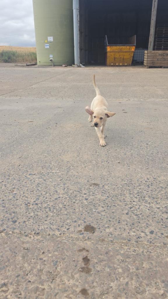 Puppy for sale 