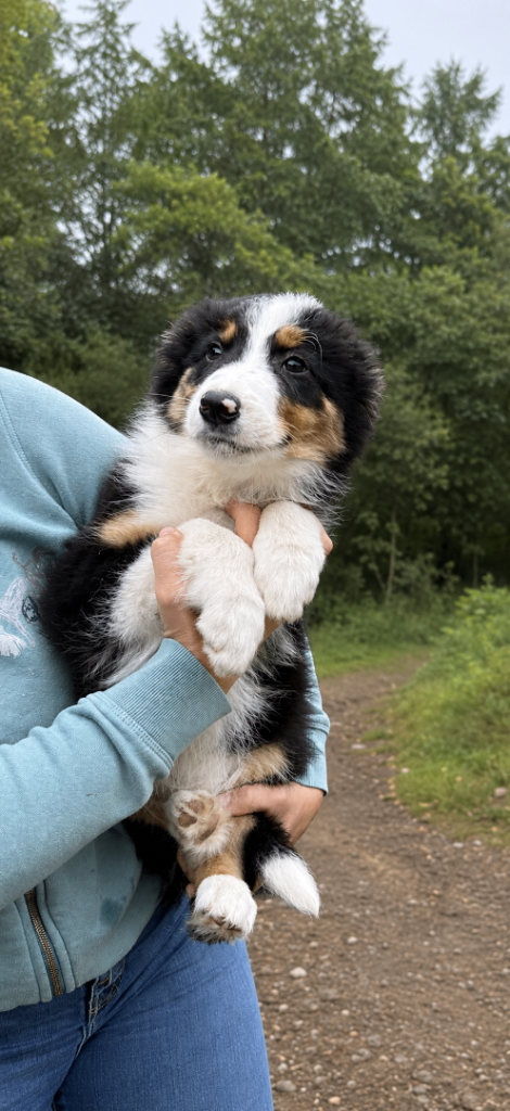 Border collie pups