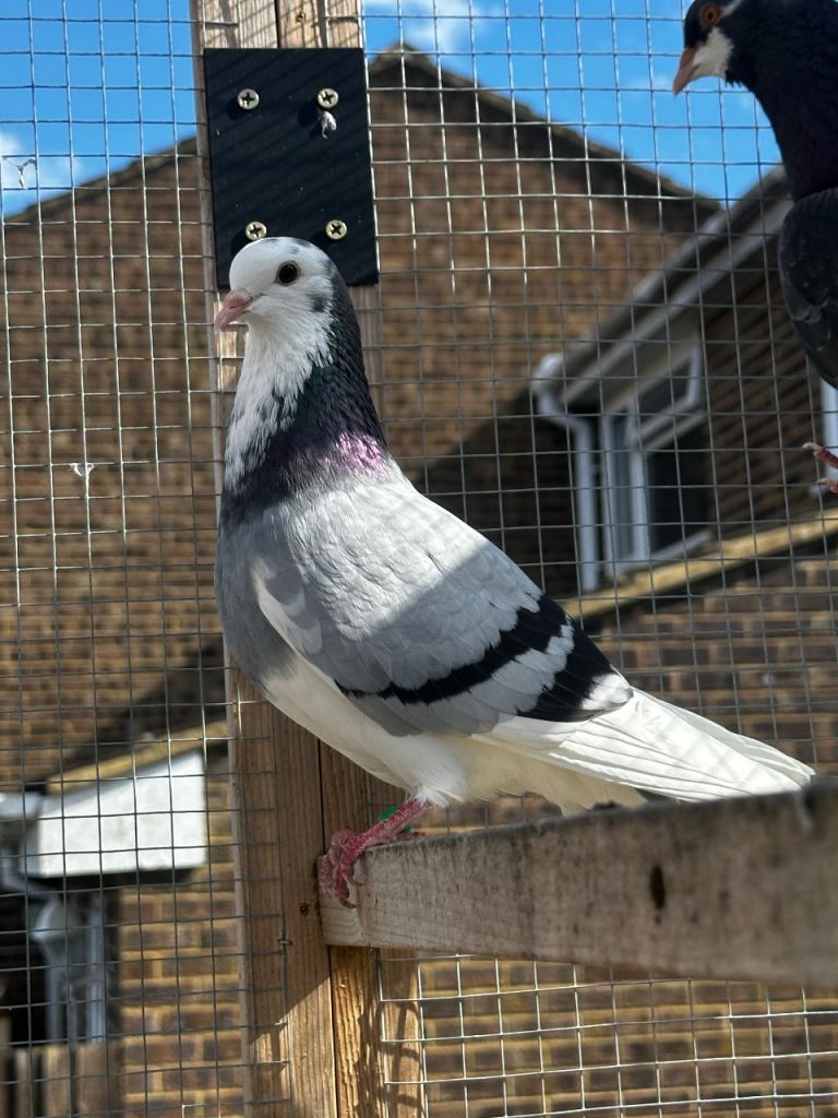 Quality pigeons for sale 