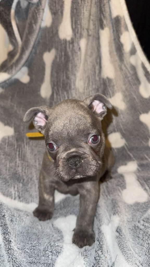 Last boy french bulldog fully kc registered 