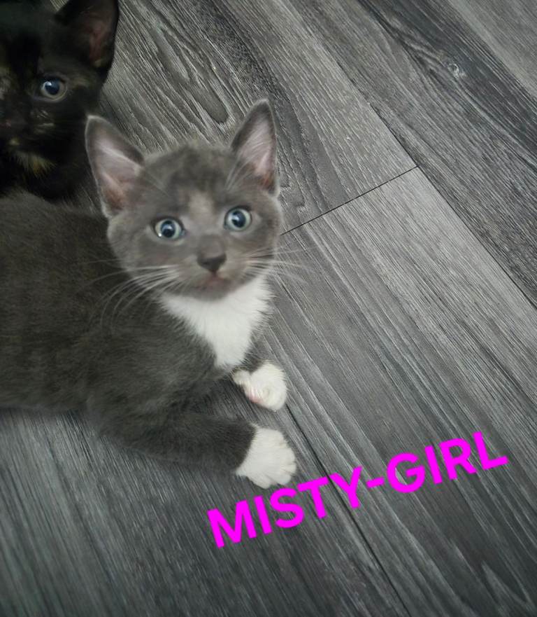 Beautiful Kittens Ready for a new forever home!