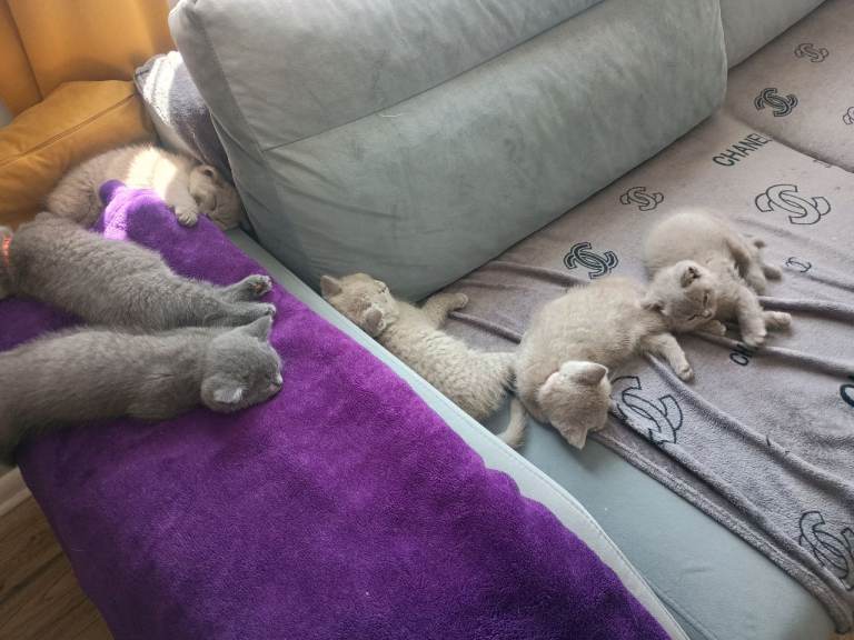Beautiful registered British Shorthair kittens