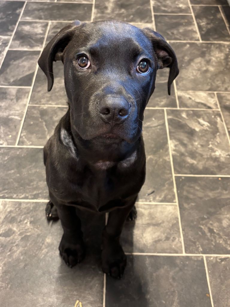 Rottweiler cross Staffordshire bull terrier 