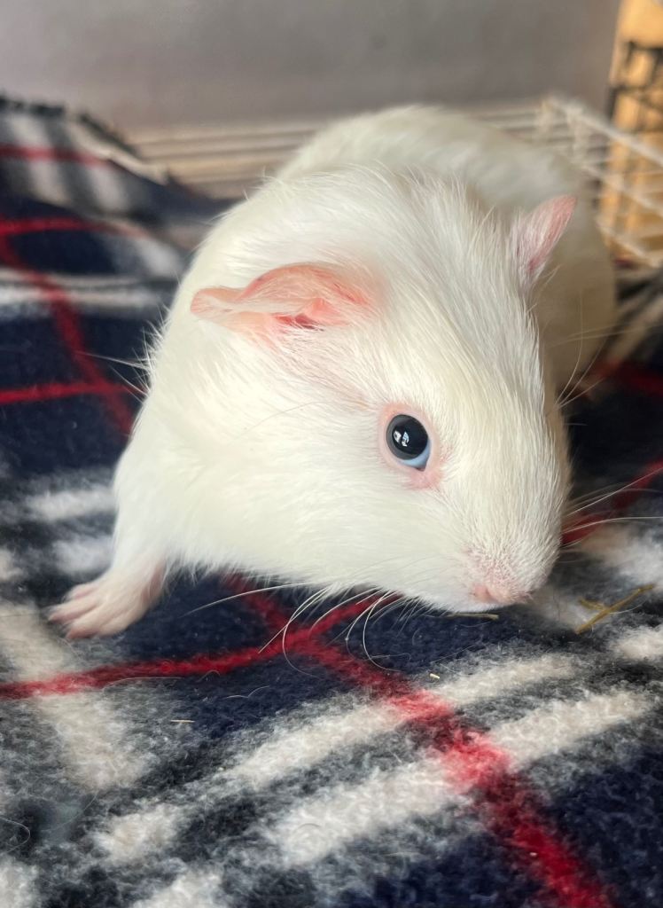 Guinea pigs 