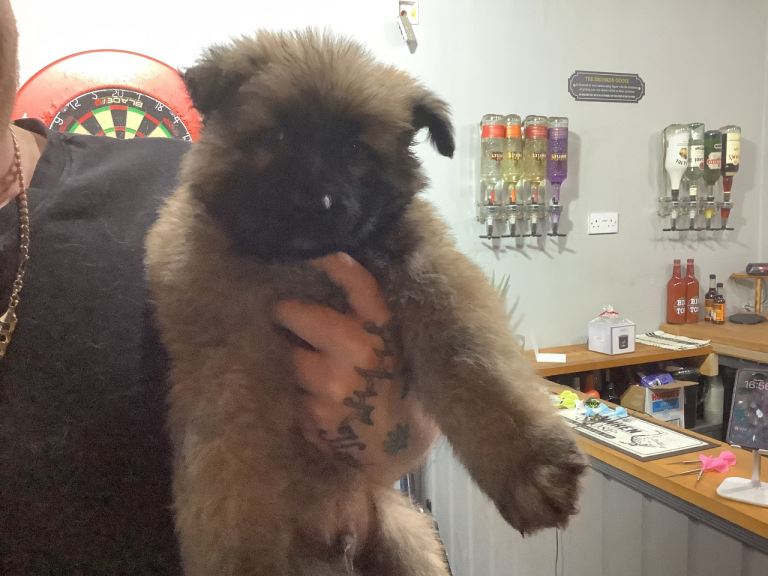 Stunning German shepherds READY NOW 