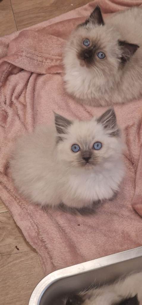 Ragdoll Kittens Ready Now