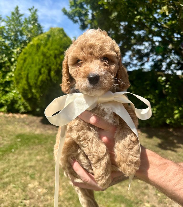 ONE BOY REDUCED shihpoo puppies 