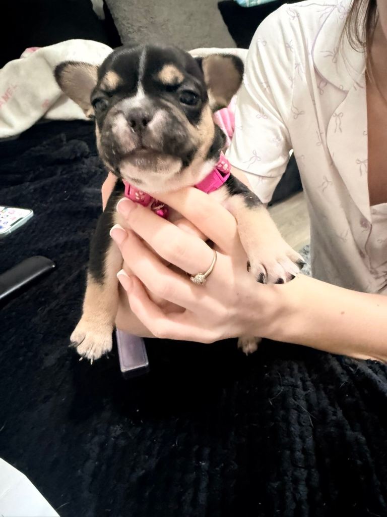 price drop! French bull dog puppies