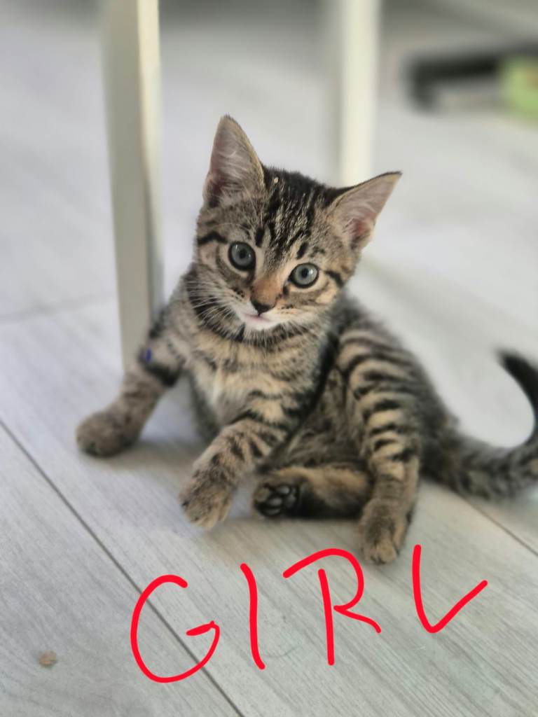 Kittens