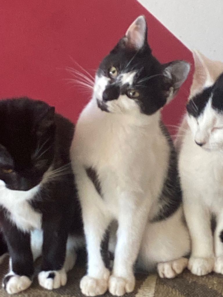 Six beautiful kittens ready for rehoming