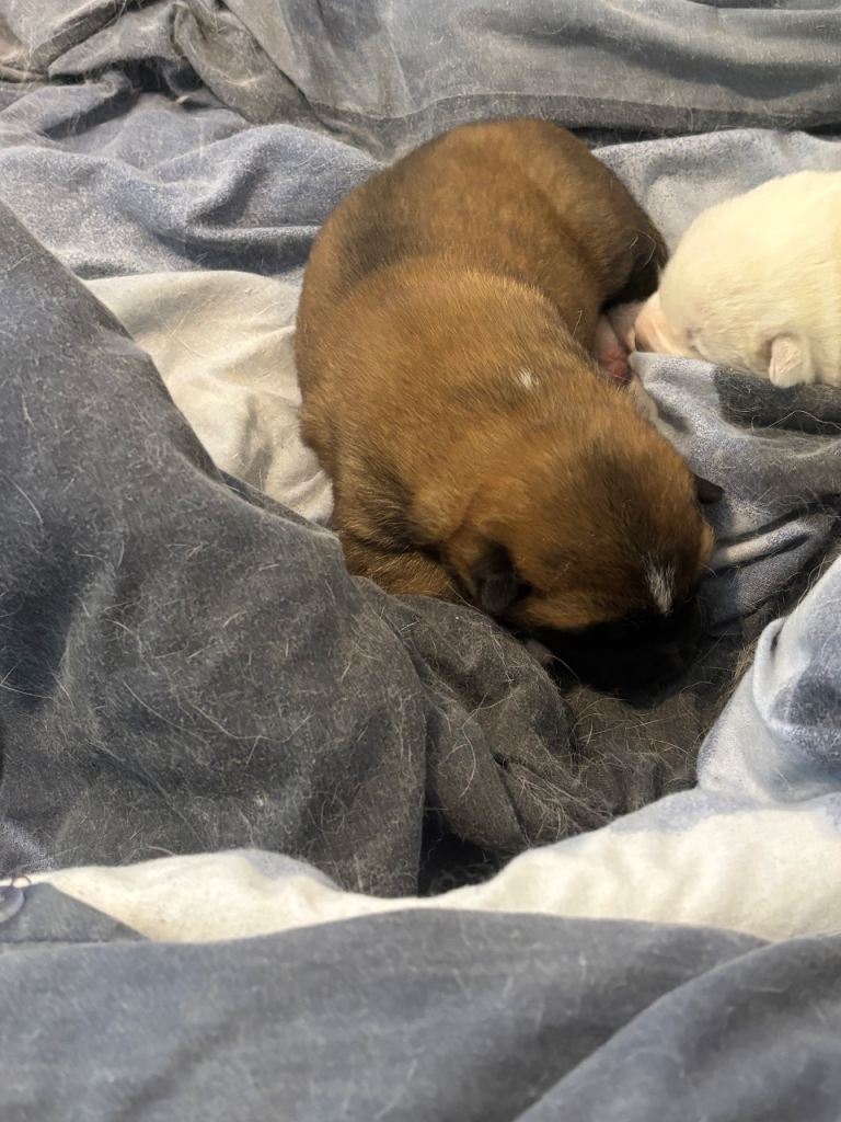 American Akita pup