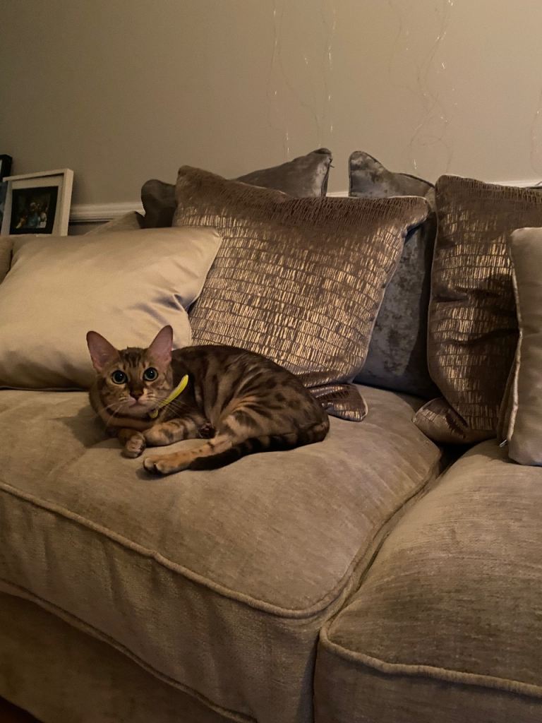 Gorgeous Super Loving Silver Female Bengal Cat. 