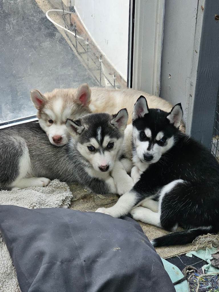 Beautiful litter of 6 husky puppies 