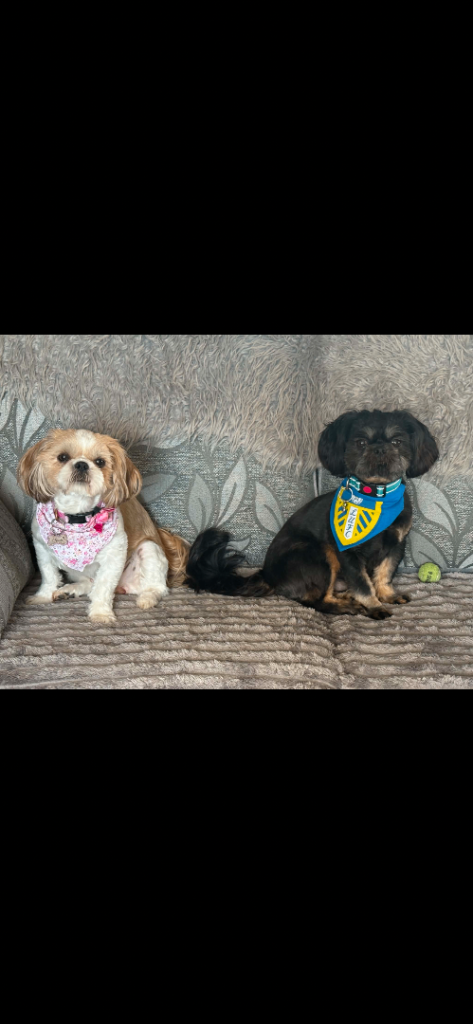 Shih Tzu puppys