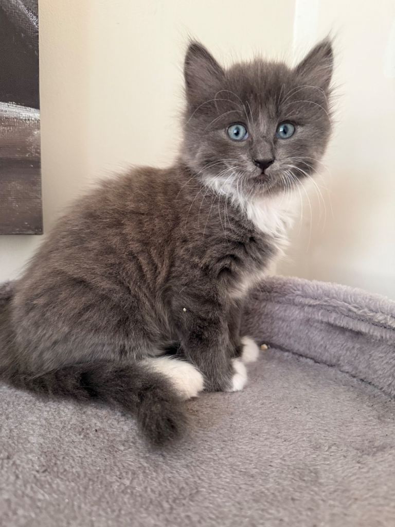 Girl kitten