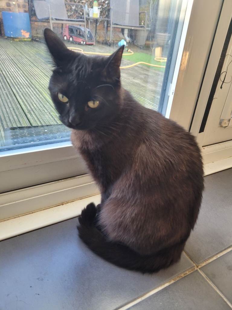 2 year old female cat