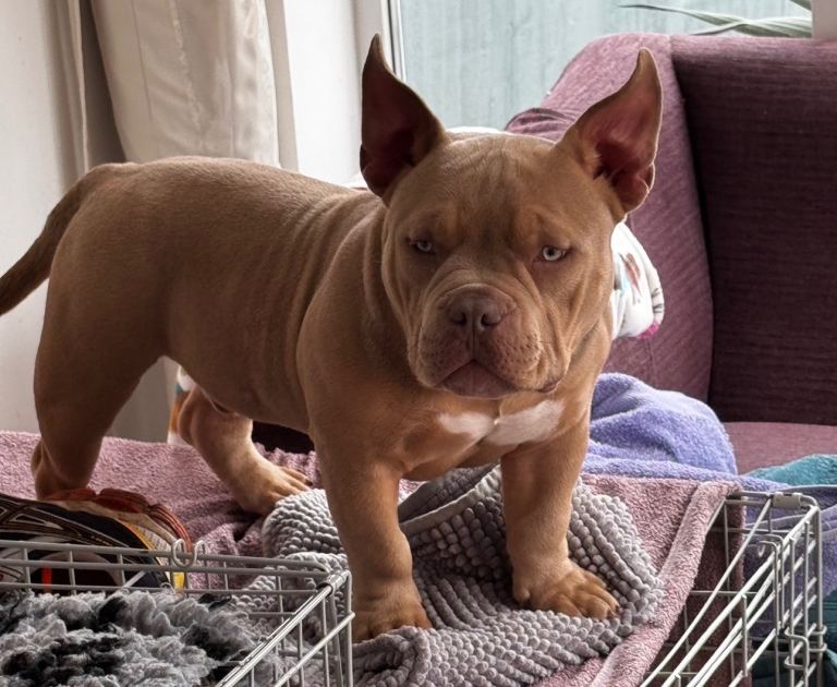 Micro American bully 