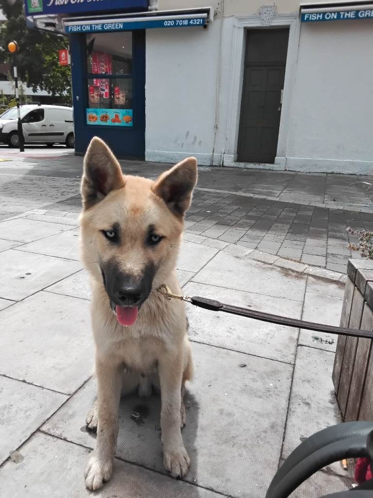 Stunning 5 Month Old German Shepherd x Husky | Blue Eyes | Looking for Experienced Home