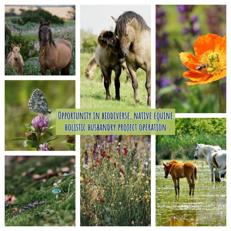 Opportunity in biodiverse, native equine holistic husbandry project operation