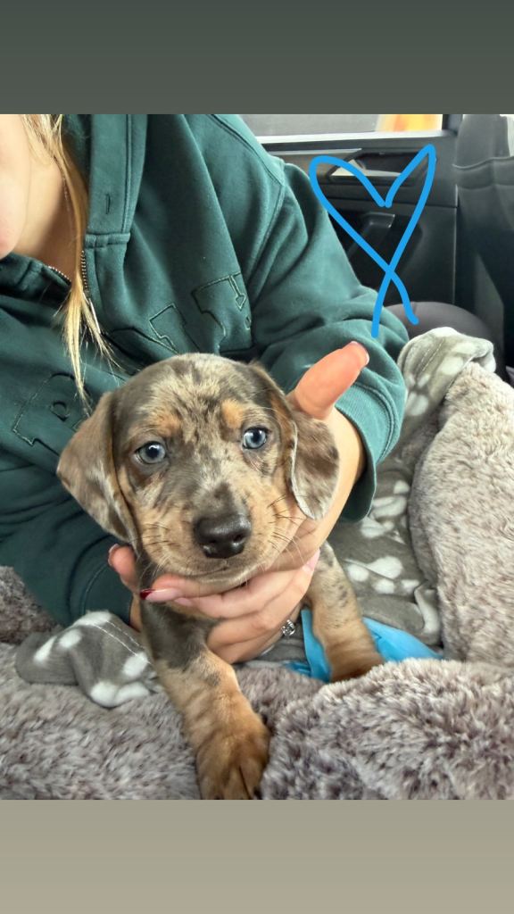 Dachshund for sale 