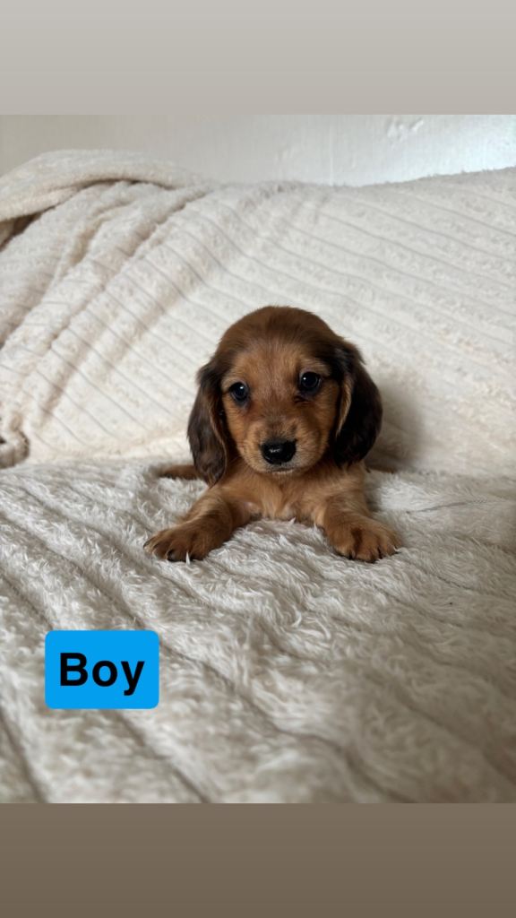 Miniature dachshund puppies 