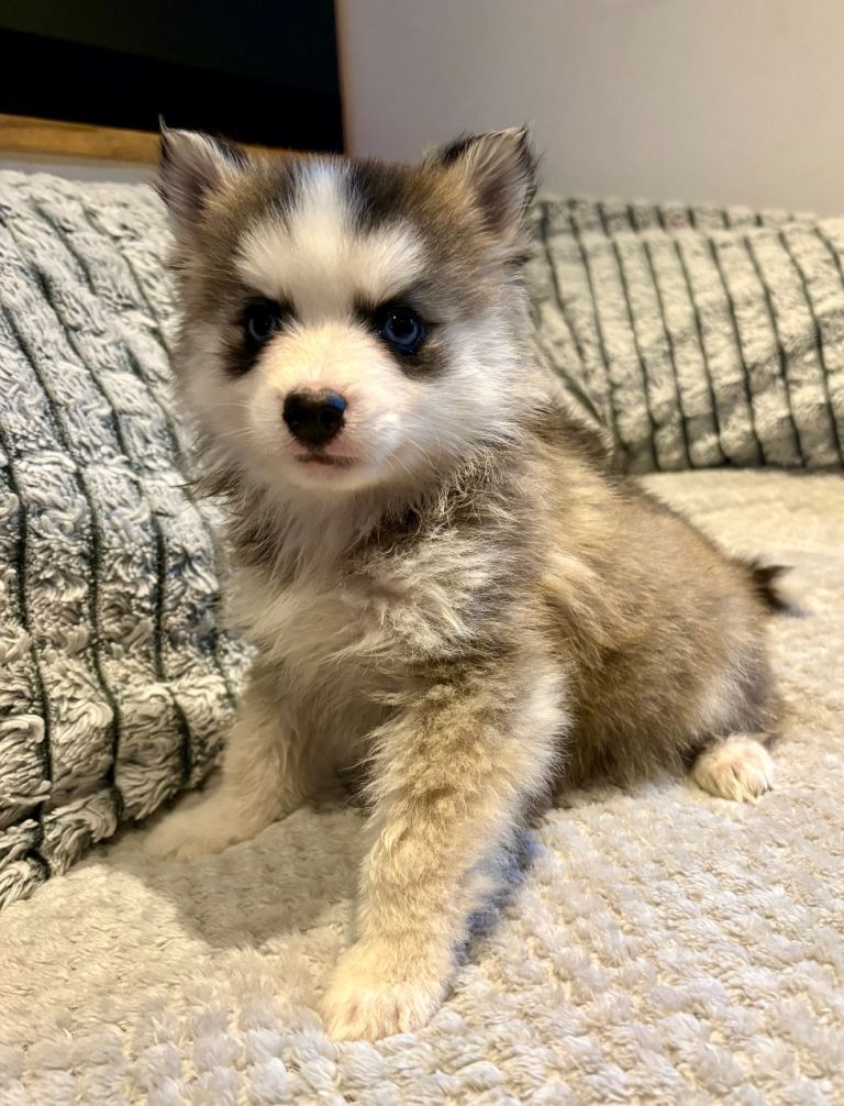 F3 pomsky puppies (Mini husky)