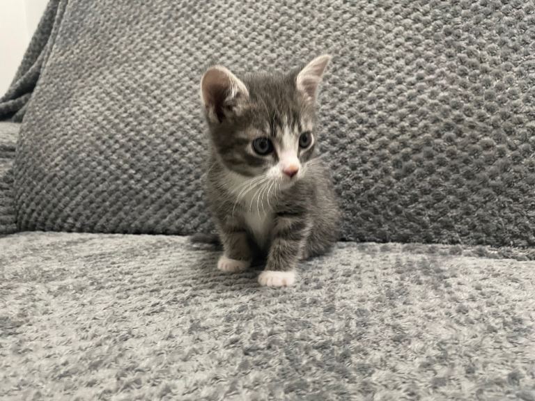 Gorgeous Grey, white and tabby kittens for sale 