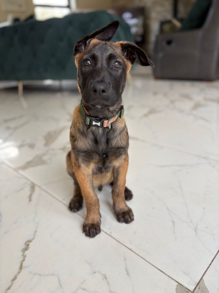Belgian Malinois Pup 