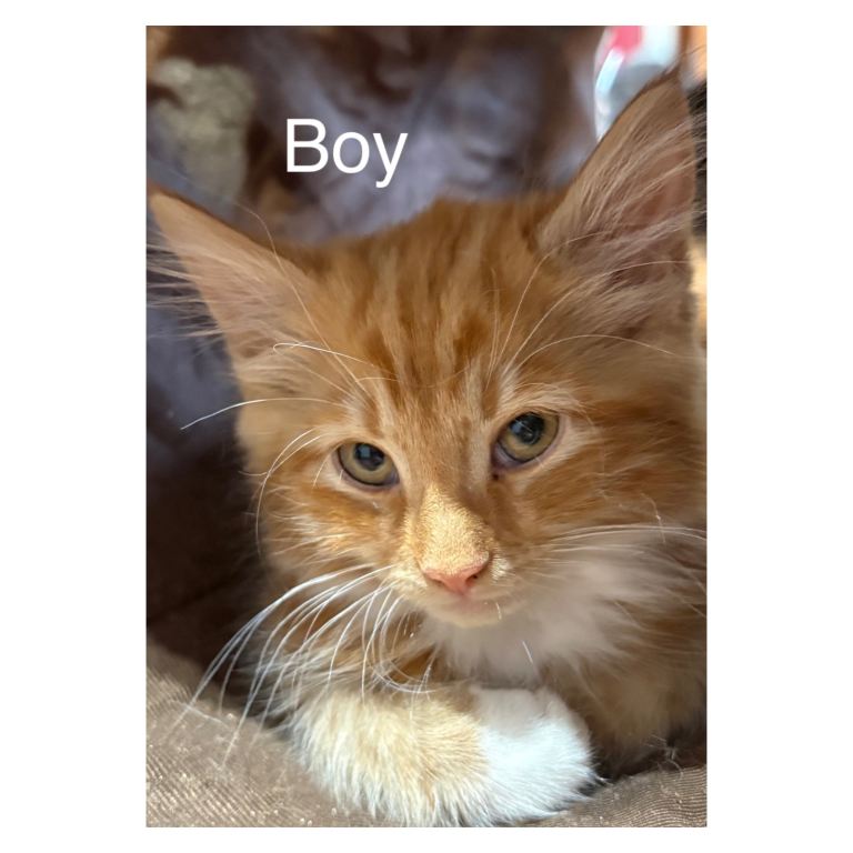 Kittens 12 weeks old. 