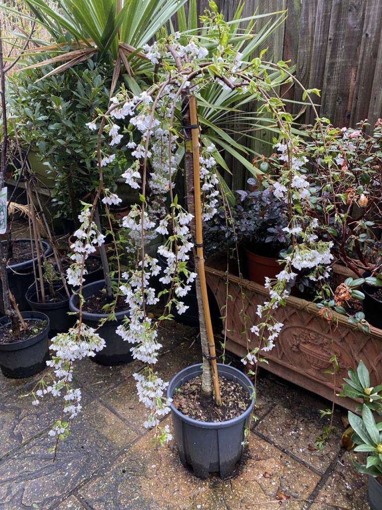 Stunning Snow White/Light Pink Weeping Cherry Blossom Tree