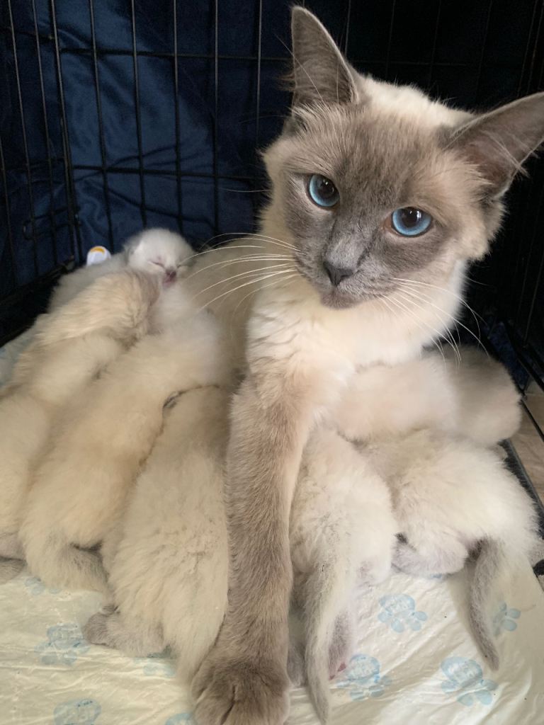 Ragdoll Kittens 