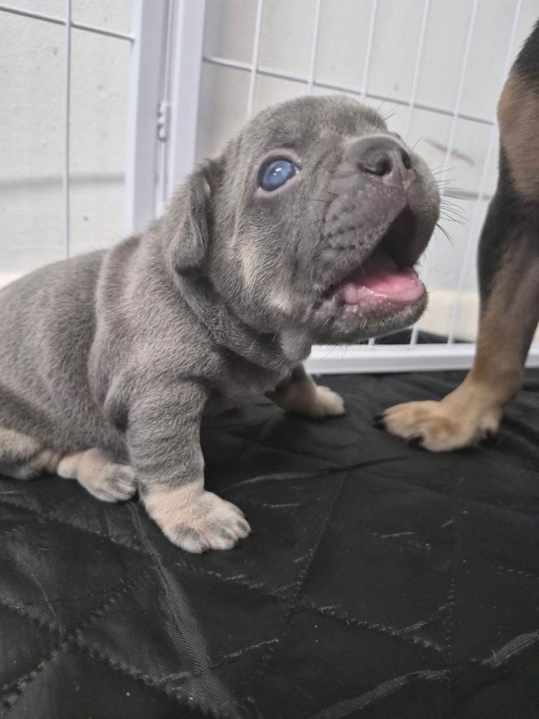 Lilac and tan French bulldog puppies 