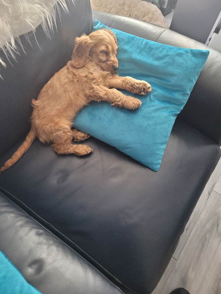 Cocker spaniel puppy girl