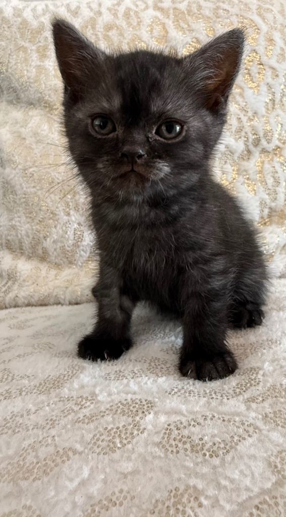**Ready now***British shorthair kittens 