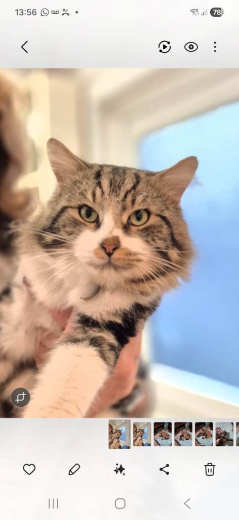 Gorgeous norwegian forest kittens