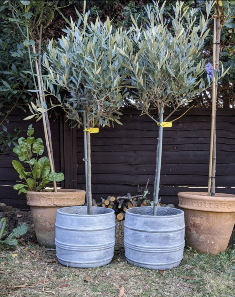 Elegant 🆕 Olive 🫒 Trees RRP £55