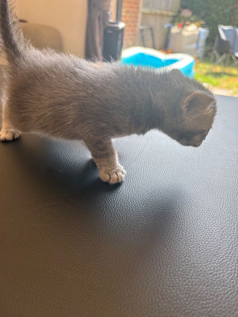Kittens 