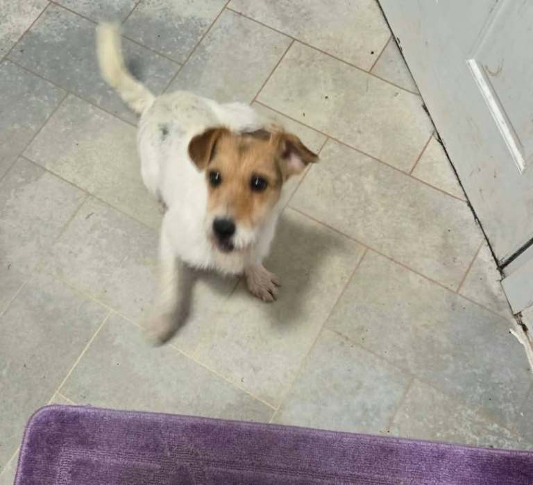 Jack russell bitch