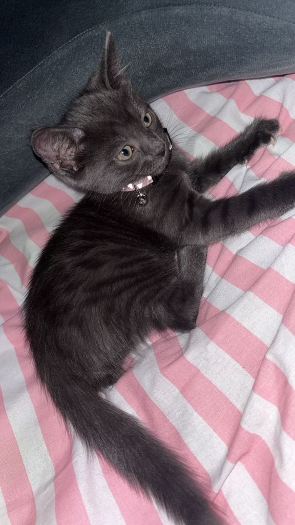 Female kitten