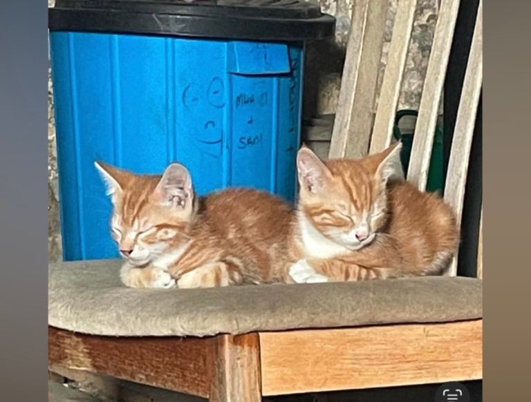 kittens for sale