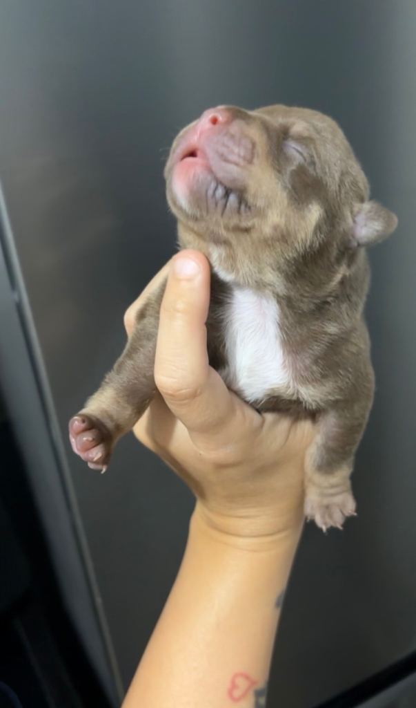 Micro bullie puppys