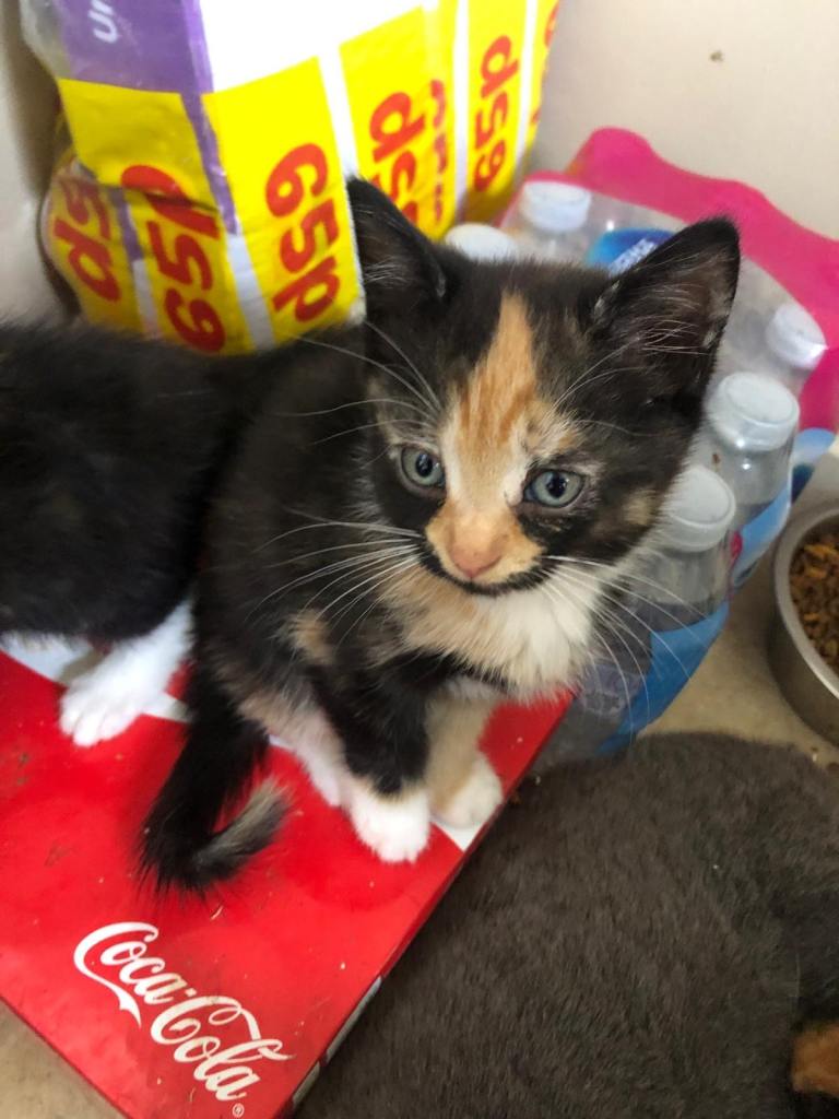 Kittens for sale