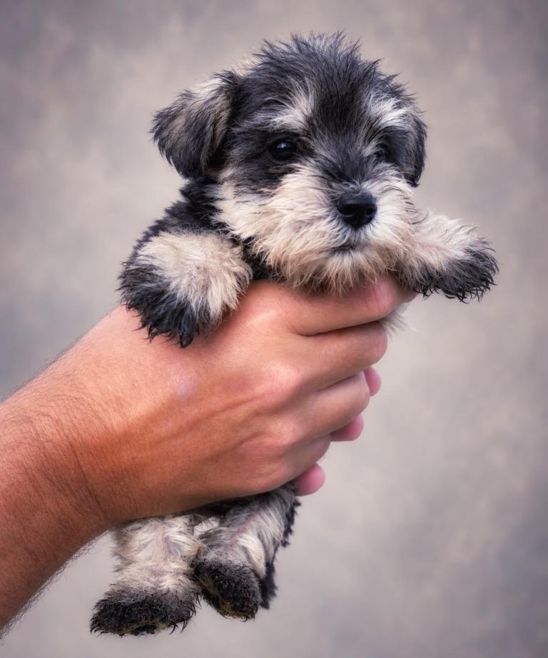  🔥 KENNEL CLUB 🔥 REGISTERED MINIATURE SCHNAUZER 